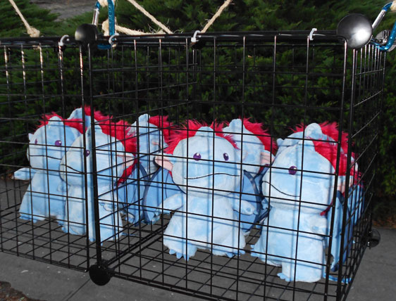 Sperels looking cute hanging in their portable cages