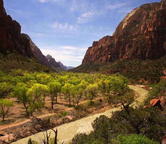 Cottonwoods along the Virgin River in Zion Canyon
